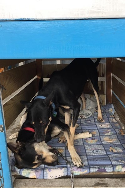 超妹和超仁的互動親密，你認得出牠們嗎？　大仁國中/提供