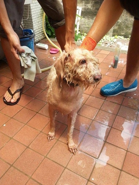 志工隊在成大中途的後院幫狗狗洗澡。 成大流浪動物志工隊/提供