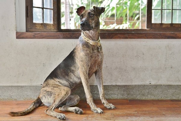 成大校犬若有踩踏花圃、追車等行為問題,都會安置到「成大中途」。 成大流浪動物志工隊/提供‧許博凱/攝