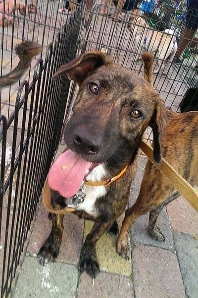 待在成大中途的米香還在找家喔! 成大流浪動物志工隊/提供