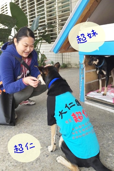 個性害羞的超妹，只敢躲在狗屋內看超仁與民眾互動。　大仁國中/提供