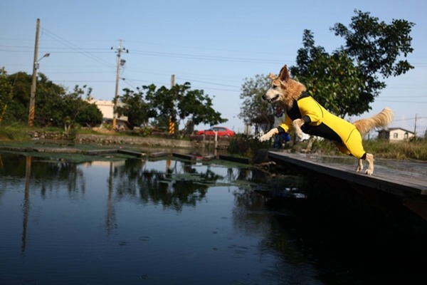 不管狗狗多會游泳，都要做好防護措施。　洛基小聿媽/提供