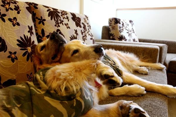 洛基和歐弟感情好,洛基睡覺時很愛把頭靠在歐弟身上,卻不准歐弟靠著牠。 洛基小聿媽/提供