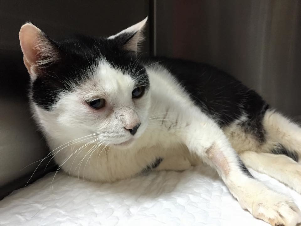 圓圓生病住院,心情很不好。 顧珮蓁/提供