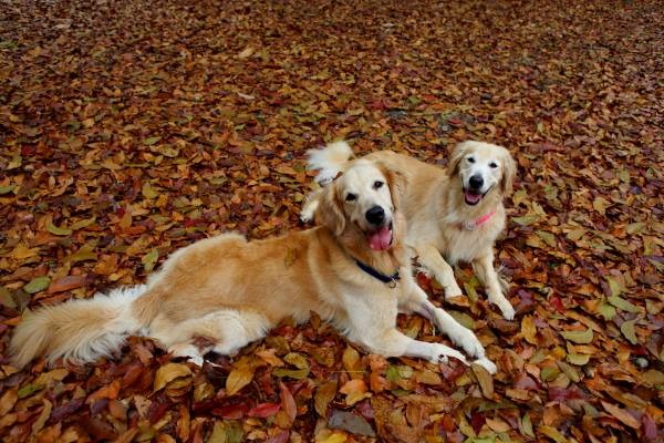 洛基和歐弟是最佳外拍麻豆! 洛基小聿媽/提供