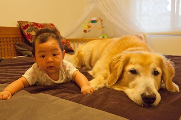 小聿出生後,洛基挑起奶爸的責任! 洛基小聿媽/提供