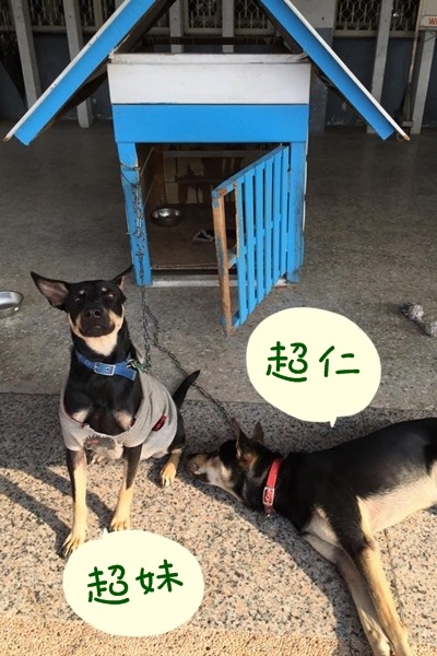 高雄市大仁國中的校犬超仁和開放領養的超妹,星期六校慶等你喔! 大仁國中/提供