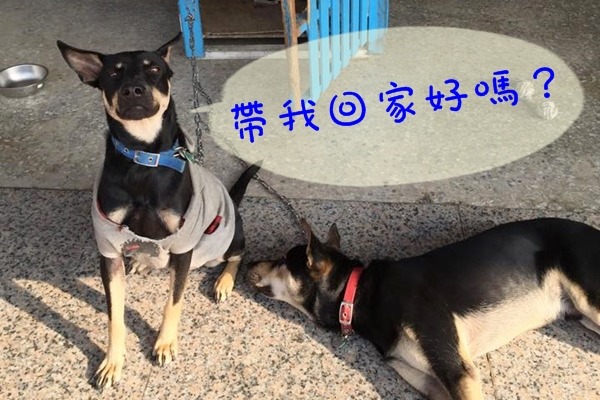 在大仁國中待了將近10個月，超妹什麼時候才能有個家？　大仁國中/提供