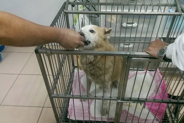 「台灣愛狗人協會」理事長顏杏娟昨晚在臉書發文表示找到小黃狗了,由飼主帶到動物醫院治療。 顏杏娟/提供