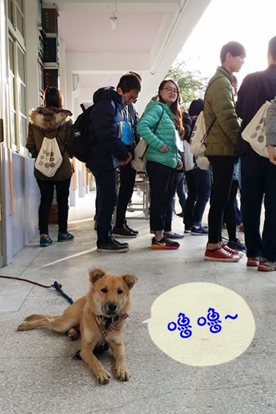 台東縣龍田國小的嚕嚕過年期間借住小朋友家。 取自龍之犬