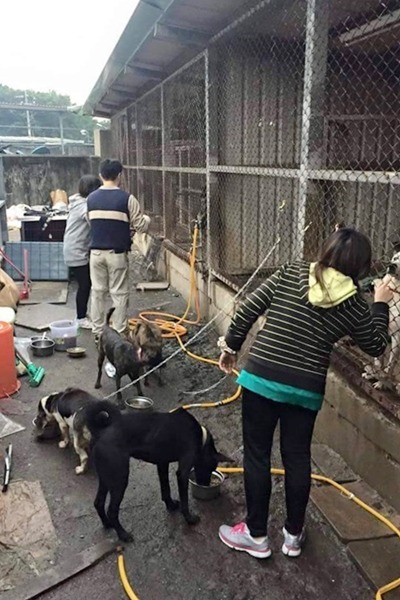 輔仁大學「關懷流浪動物志工團隊(Doggy Club)」過年前會幫狗舍大掃除。 Doggy Club/提供