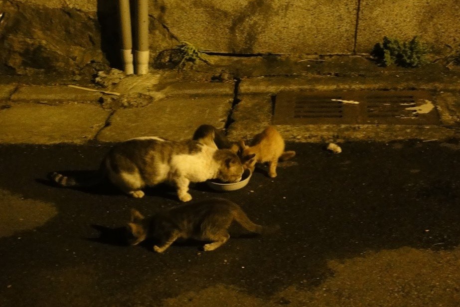 街貓容易被鞭炮聲嚇到而躲起來，可能因此少吃一餐。　藍瑜卿/提供