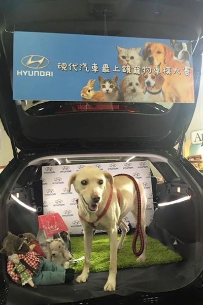 現代汽車在香港舉辦「最上鏡寵物車模大賽」,參賽者之一的小吃是來自台灣的米克斯。 取自Hyundai HK