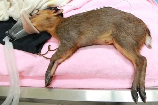 在苗栗南庄被狗圍攻的山羌來到特生中心野生動物急救站,獸醫採用氣體麻醉以便檢查,可惜最後不得不人道處置。 特生中心野生動物急救站/提供