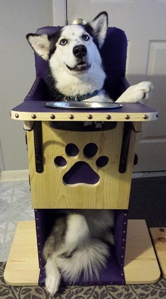 哈士奇也可以用！但是否有點擠…　取自Bailey Chairs 4 Dogs
