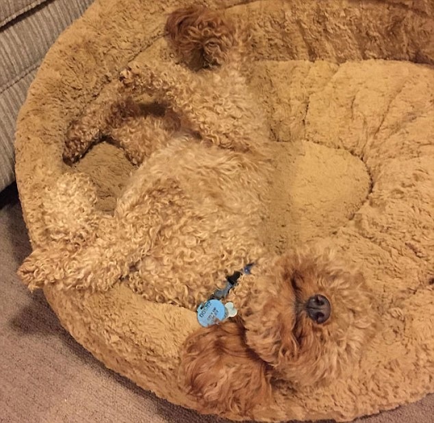 你如果真的想躲起來睡覺，下次記得用趴的。　取自《dailymail》