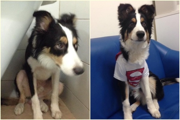 Wowo在10月齡時仍不到14公斤，體型瘦弱。　Wowo把拔/提供