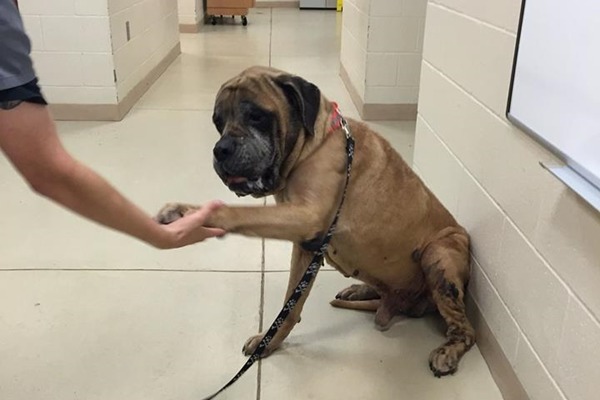 目前已經增胖10公斤的狗兒,有上百人排隊想要領養。 取自取自Charleston Animal Society