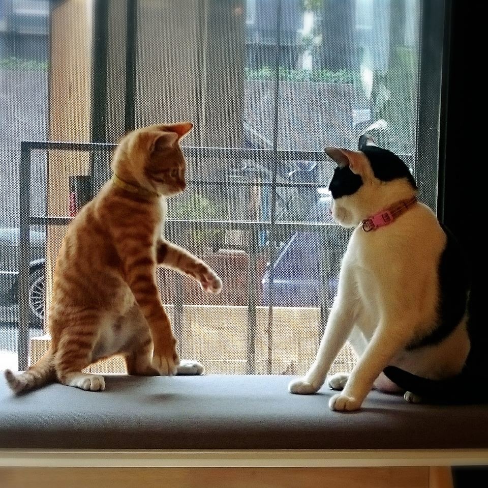 艾斯不要再挑釁了，等下會被揍啦！　取自艾斯糖