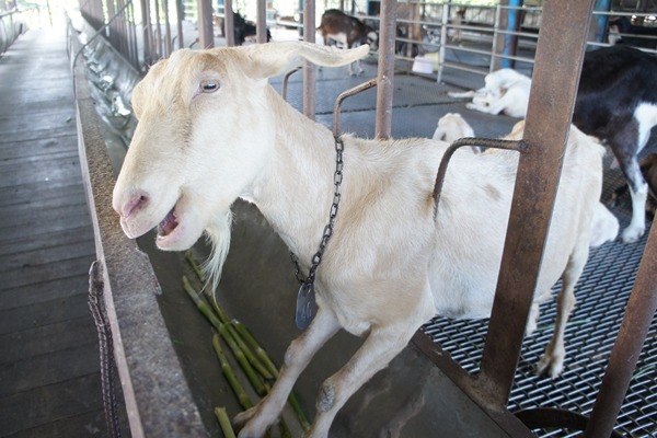 取得執照經營後,展演動物業者仍須接受每季1次以上的查核。 TSPCA/提供