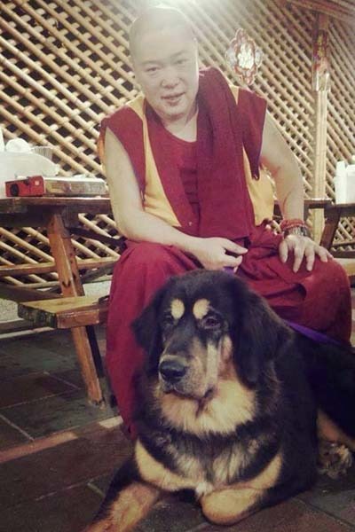 釋法寬養了第一隻藏獒「波妹」後，從此跟藏獒結下不解之緣，並踏上救援路。　毛小孩幸福聯盟協會/提供