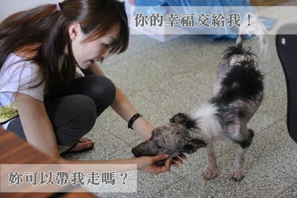 盼盼在新屋收容所第一次和帕子媽見面,就對她伸出前腳想握手,像是在問:「妳可以帶我走嗎?」 帕子媽/提供