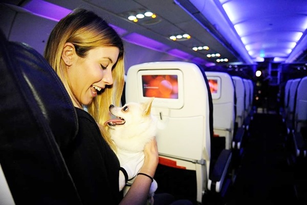 加州的吉娃娃爆量,能夠領養的人口也逐漸飽和,動保團體想出辦法,將狗狗送到較有機會的東岸。 取自Virgin America