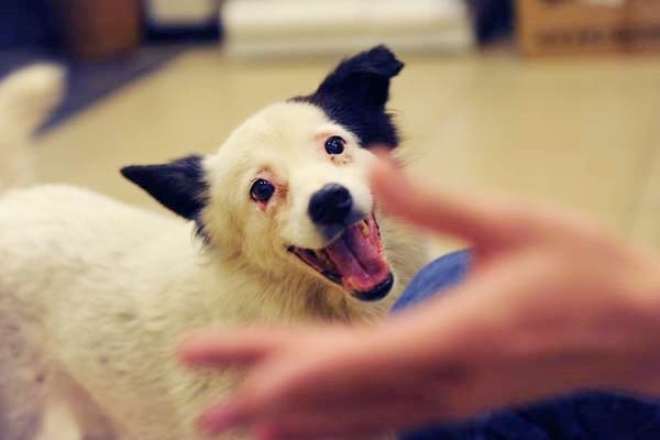 在狗場被咬傷而來到四季動物醫院的「小莉水水」,現職是醫院住院部的班長! 帕子媽/提供