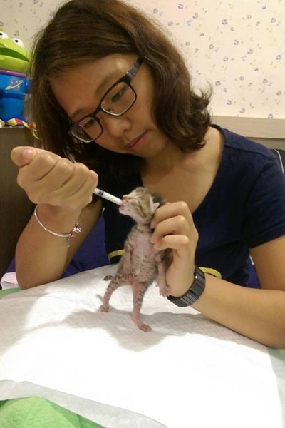 現就讀大四的謝宇柔當起奶貓中途，曾照顧過的11隻奶貓中，有7隻順利長大。　謝宇柔/提供