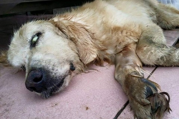 被養在陽台的16歲黃金獵犬，幾天前開始不吃不喝，而飼主不願醫療，只想安樂。  狗腳印幸福聯盟/提供