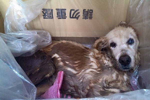 黃金獵犬全身發臭，又有血水，只得裝箱搬運。　狗腳印幸福聯盟/提供