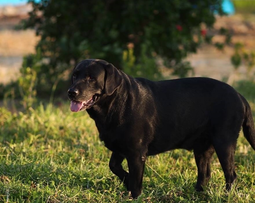 阿忠以後不要再亂跑囉！　取自/興國黑拉拉粉絲團