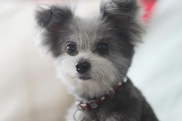 小型米克斯胡椒讓劉旻走上中途之路。　劉旻/提供