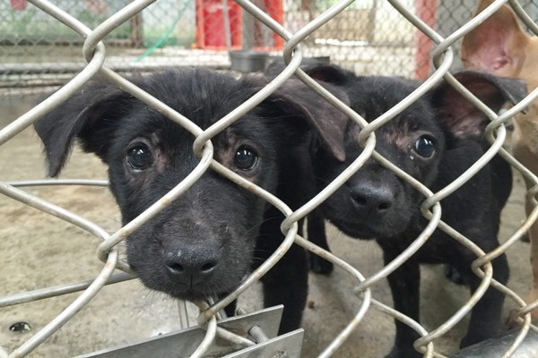 花蓮50隻浪犬安樂死的消息傳出後，已湧入動保團體和民眾領養。　取自「花蓮收容所 – 非官方網站」臉書