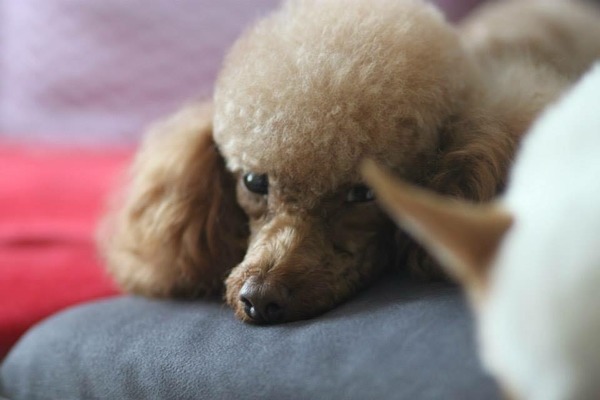 劉旻學習寵物美容的時候，遇到向繁殖場借來的癱瘓貴賓（圖），因捨不得牠回到繁殖場生活，便接手照顧。狗狗已在睡夢中安詳離世。　劉旻/提供