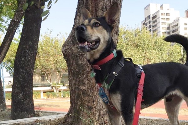 擁有廣大粉絲的大仁國中校犬超仁走帥氣、神經大條路線，出納組長孫莞媚很看好牠的超人氣。　取自「大仁國中校犬專區」臉書