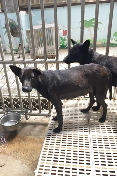 花蓮縣流浪犬中途之家佔地1200坪，卻只有22個成犬繫留欄、20個幼犬繫留欄，成犬以4隻一欄最舒適。　取自「花蓮收容所 – 非官方網站」臉書
