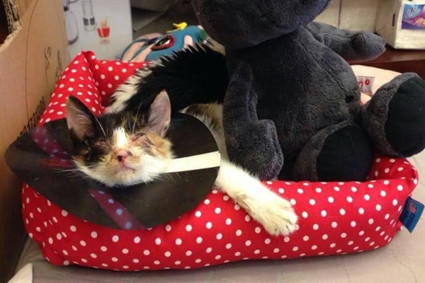 謝宇柔第一次救援的小貓，可惜沒有順利活下來。　謝宇柔/提供