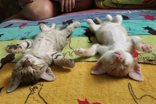 小貓翻肚睡覺的模樣實在可愛！　謝宇柔/提供