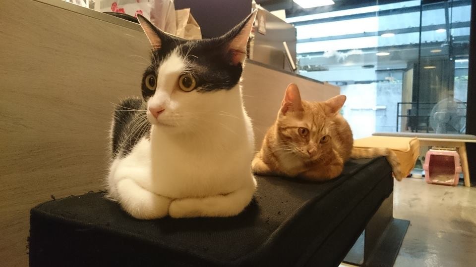 艾斯糖老闆娘養的糖糖(前)和艾斯(後)，原本都是街貓。　取自艾斯糖