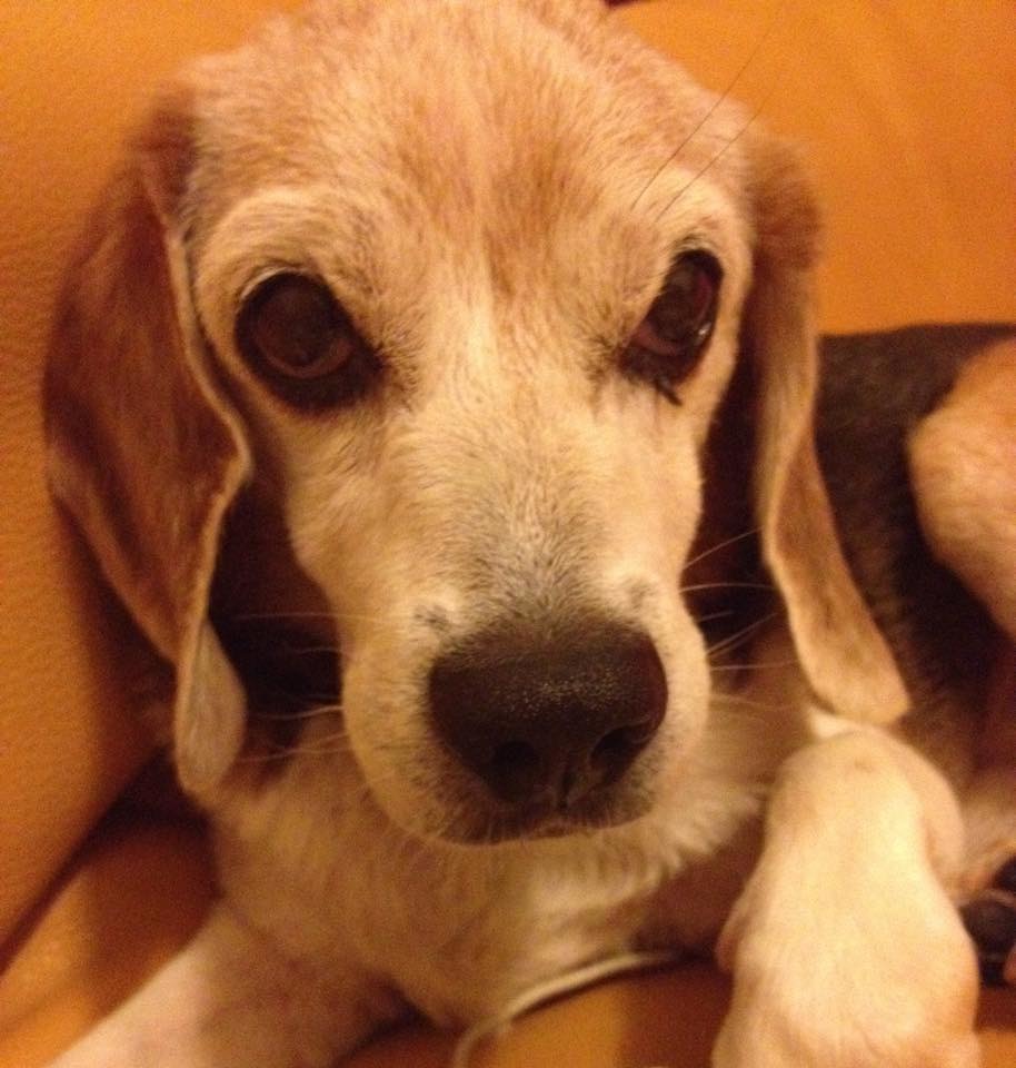 旺福團長Ringo於去年過世。 取自旺福軍方專頁 Won Fu