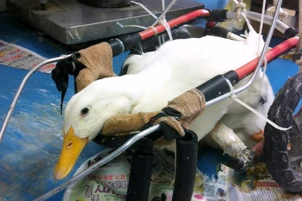 左腳受傷無法復原的拐拐，要坐輪椅減輕腳的負擔。　台北市野鳥學會/提供