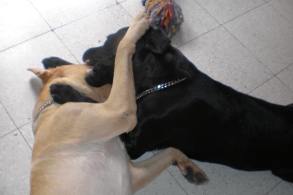 黃色拉拉「貝果」和黑色拉拉「罐頭」感情好,玩耍也能幫助有髖關節遺傳疾病的貝果重建肌肉。 劉旻/提供