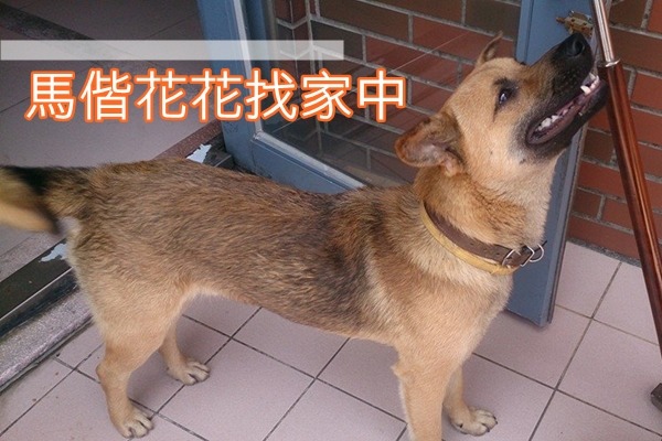 親人的浪犬花花命途多舛，被司機踹下車又遭噴漆，馬偕懷生社顧問擔心花花的安危，已經將牠安置到寵物旅館。　取自馬偕專校－反對濫捕流浪犬