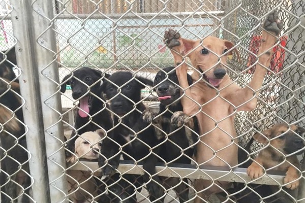 花蓮縣中途之家的志工謝小姐搶在安樂死前上網求救，媒體報導讓民眾與動保團體湧入領狗，保住狗兒的命。　取自「花蓮收容所 – 非官方網站」臉書