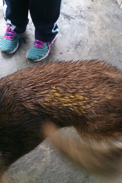 花花疑似被噴漆。　取自馬偕專校－反對濫捕流浪犬