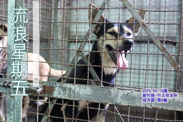 泡麻吉PawMaji在臉書上發起「流浪星期五」的活動,每周五貼出一篇收容所浪犬的送養文,未來希望增加至3篇。 取自泡麻吉PawMaji臉書專頁