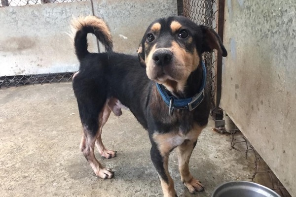 花蓮這次領養以動保團體為大宗，謝小姐憂心，若花蓮不積極送養、嚴抓棄養，下次還有人願意救花蓮的狗嗎？　取自「花蓮收容所 – 非官方網站」臉書