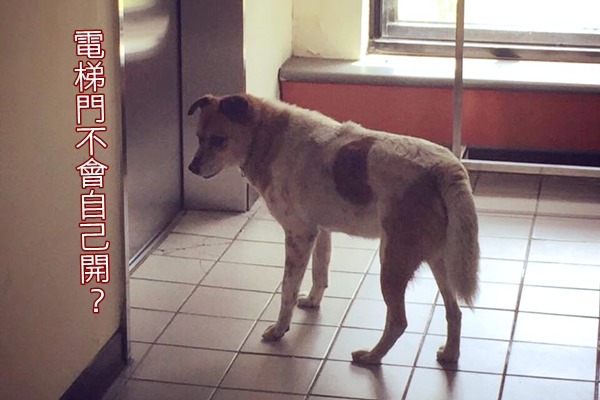 小花有時候會跟著學生搭電梯。　取自「文化守護神 – 小花」