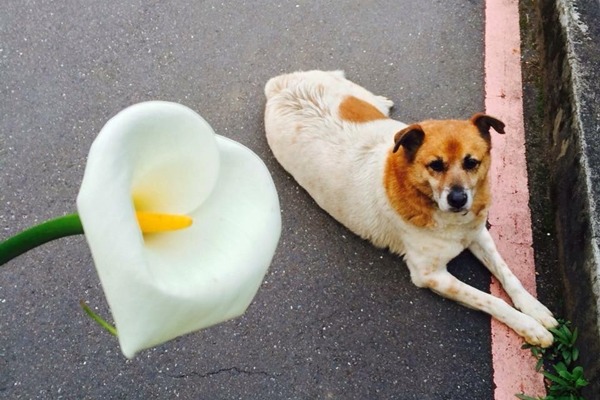 文化小花比花嬌？　取自「文化守護神 – 小花」